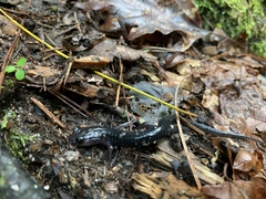 Plethodon metcalfi