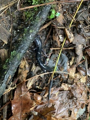 Plethodon metcalfi
