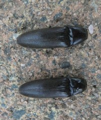 Ochosternus zealandicus