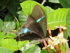 Papilio crino