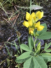 Thermopsis