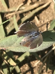 Echinargus isola