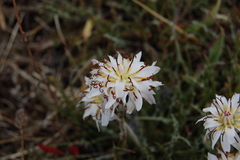 Hypochaeris incana