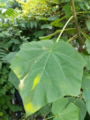 Paulownia tomentosa
