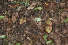 Neoboletus xanthopus