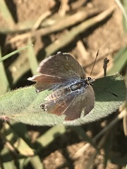 Echinargus isola