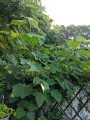 Paulownia tomentosa