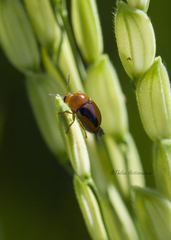 Cryptocephalus sehestedti