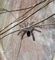 Avicularia juruensis