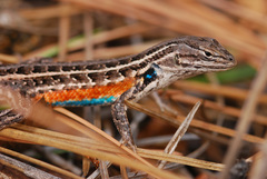 Sceloporus slevini