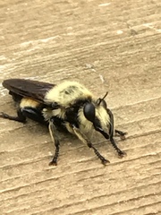 Laphria grossa