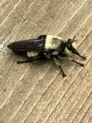 Laphria grossa