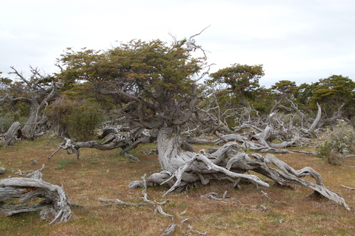 Antarctic Beech