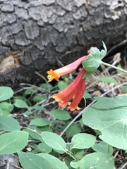 Lonicera arizonica