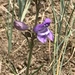 Kaibab Plateau Beardtongue - Photo (c) susanlamb, some rights reserved (CC BY-NC), uploaded by susanlamb