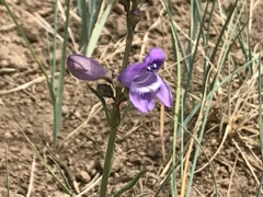 Penstemon pseudoputus