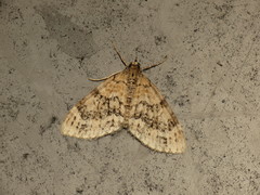 Acasis viretata