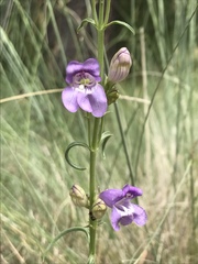 Penstemon pseudoputus