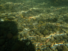 Ptychocheilus grandis