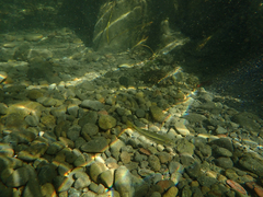 Ptychocheilus grandis