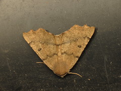 Odontopera bidentata