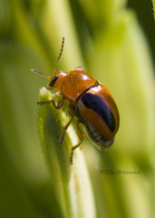 Cryptocephalus sehestedti