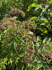 Sambucus canadensis