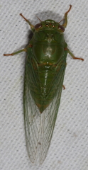 Okanagana viridis
