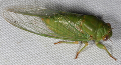 Okanagana viridis