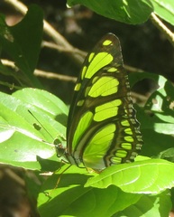 Philaethria dido