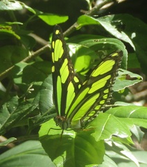 Philaethria dido