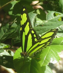 Philaethria dido