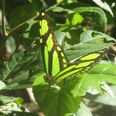 Philaethria dido