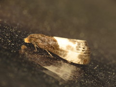Notocelia cynosbatella
