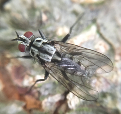 Eustalomyia