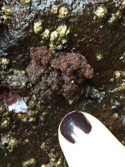 Callithamnion pikeanum