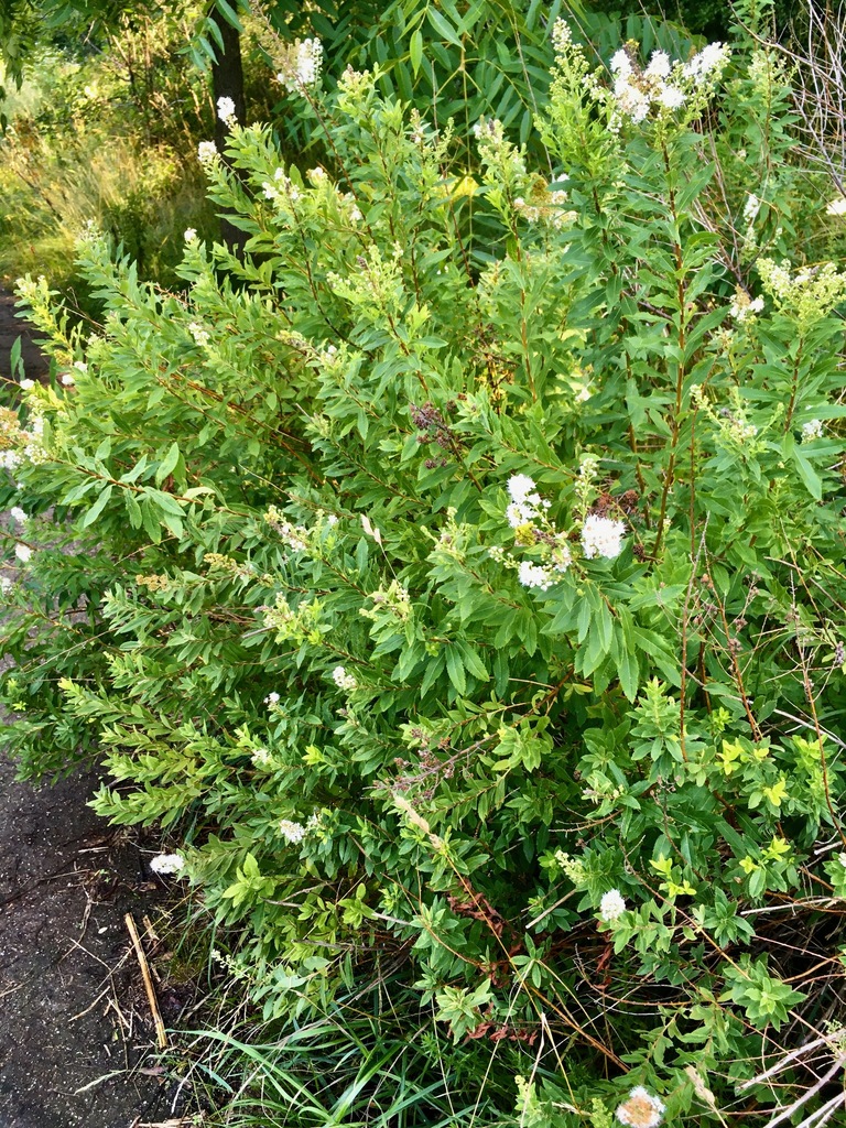 Spiraea alba, High Park-Swansea, Toronto, ON, Canada