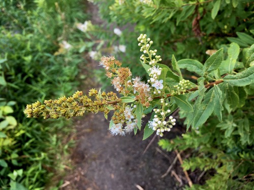 Spiraea alba