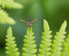 Sphaerophoria novaeangliae