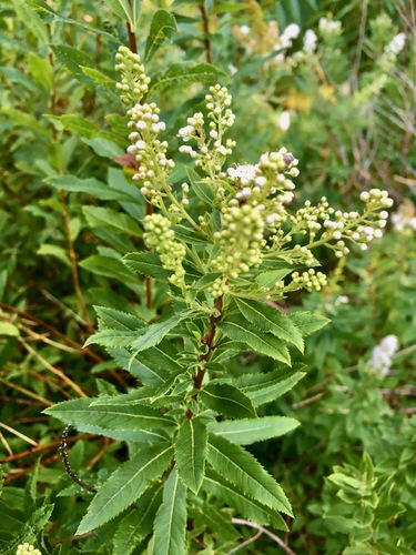 Spiraea alba