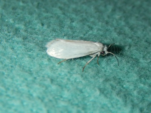 Bogus Yucca Moth photo 4