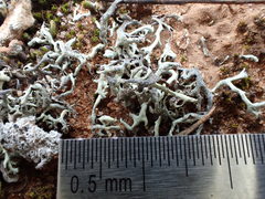 Xanthoparmelia convoluta