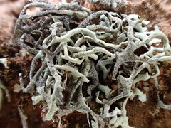 Xanthoparmelia convoluta