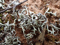 Xanthoparmelia convoluta