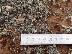 Xanthoparmelia convoluta