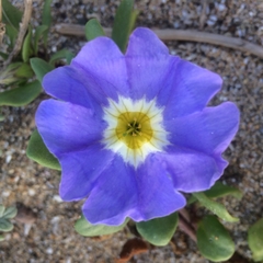 Nolana paradoxa