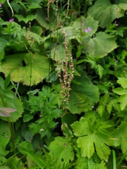 Rumex arifolius