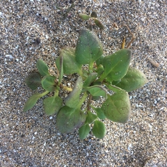 Nolana paradoxa