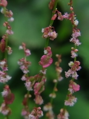 Rumex arifolius