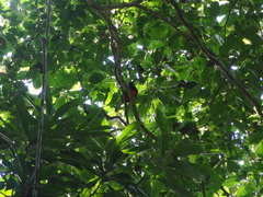 Trogon bairdii